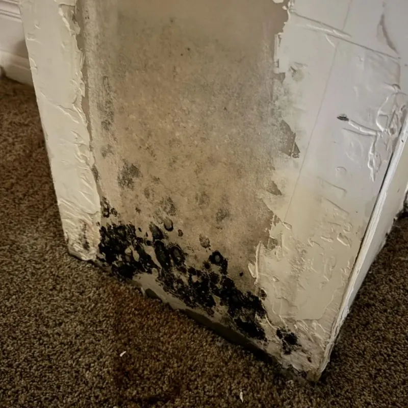 Professional Mold Removal in Edgewood, WA